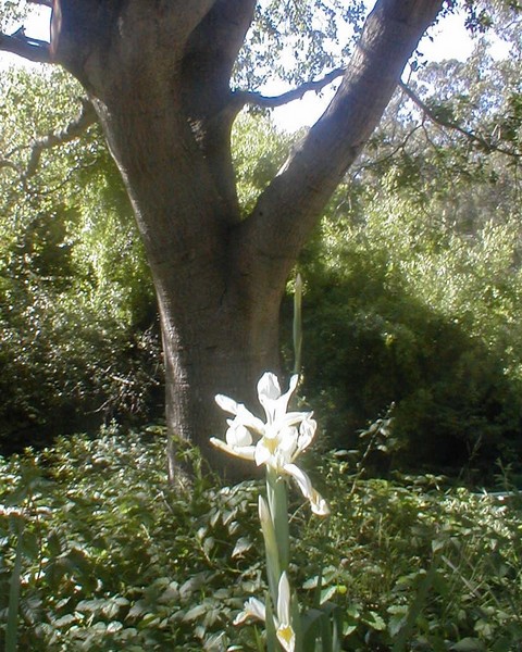Wild Flower?