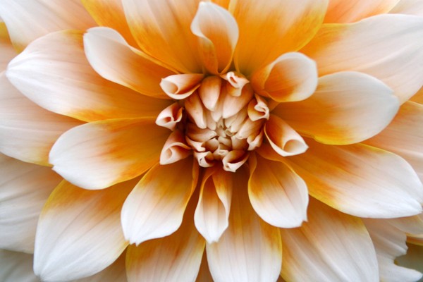 Autumn Dahlia