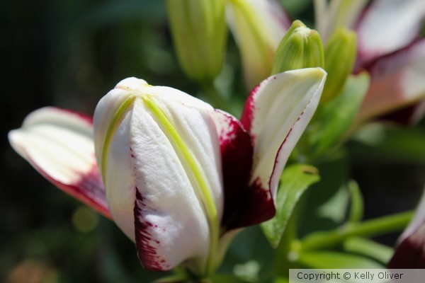 Almost Open