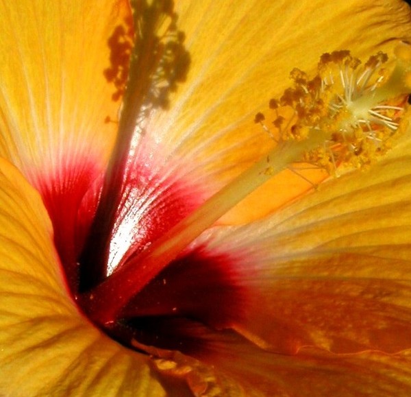 Yellow Hibiscus