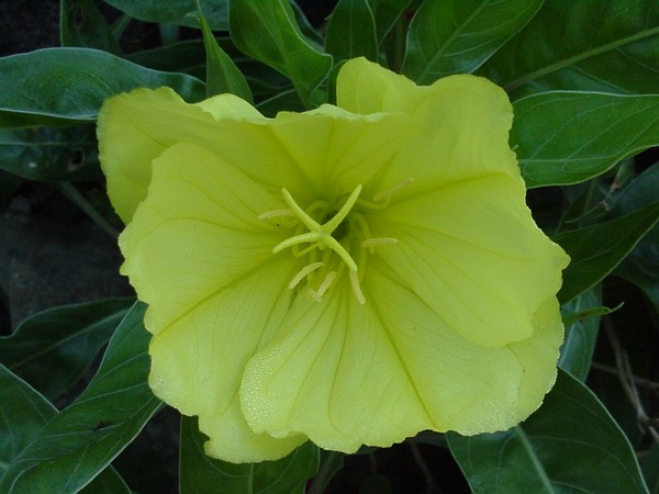 Evening Primrose