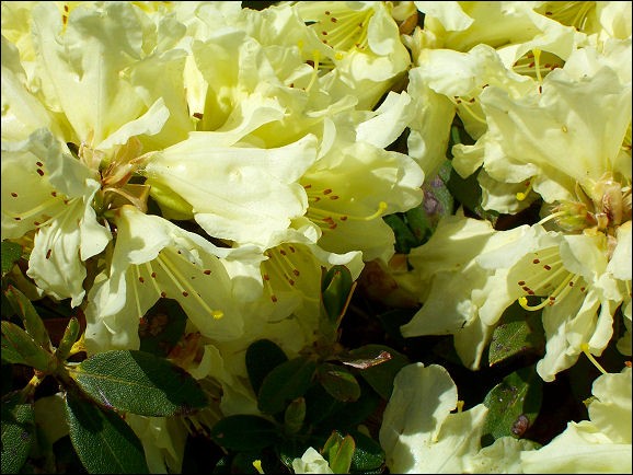 Spring in the garden