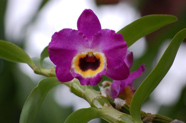 Purple Face