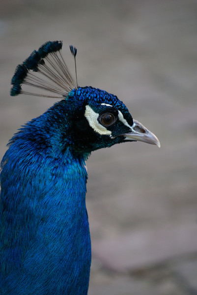 Peacock - Portrait