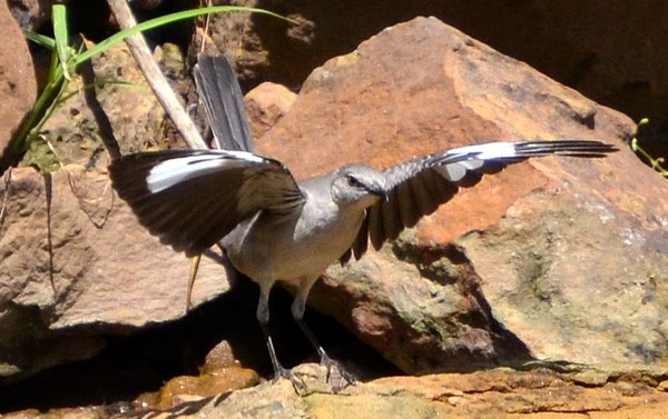 Mockingbird Dancer