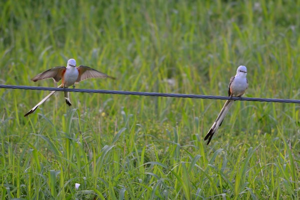 Pair of Scissortails