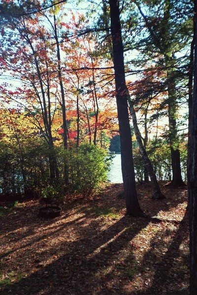 Tall Fall Shadows
