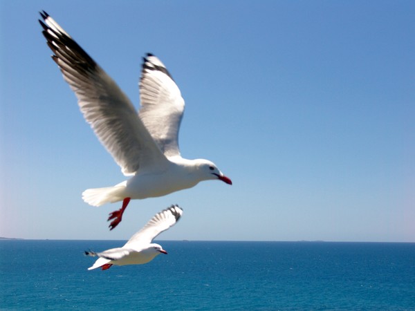 2 seaguls