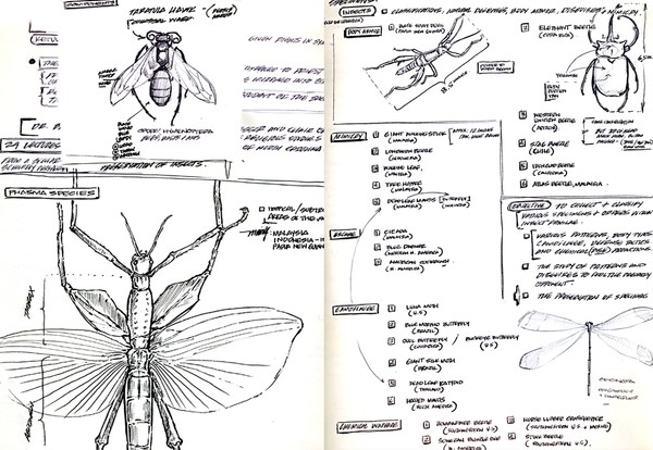 ENTOMOLOGICAL STUDIES - ink sketchings