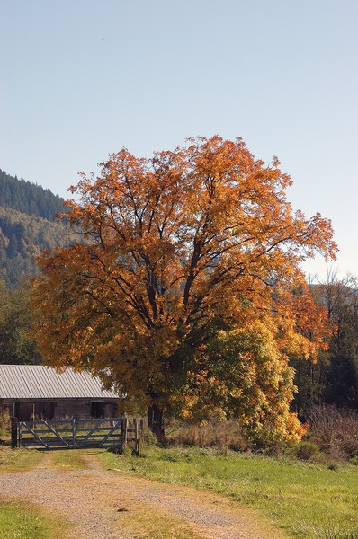 Fall Tree