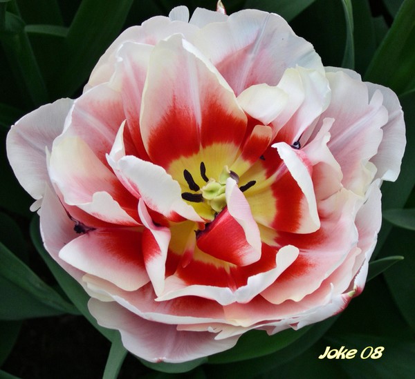 A Tulip