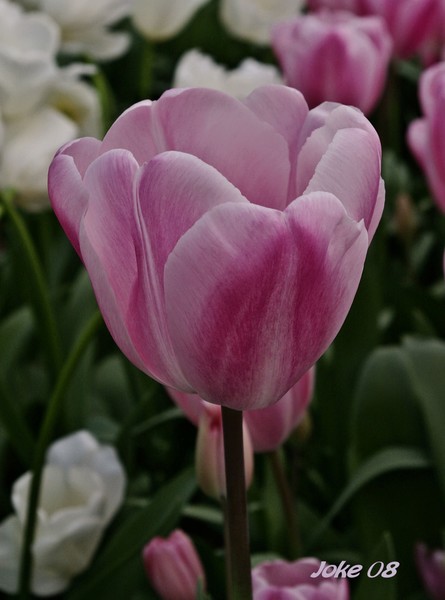 A Tulip