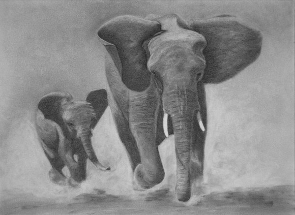 charging elephant