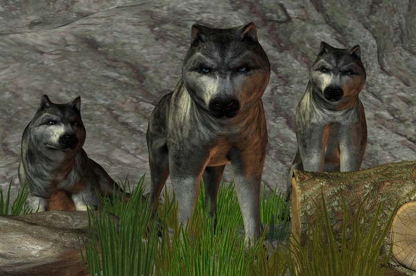 Wolven.