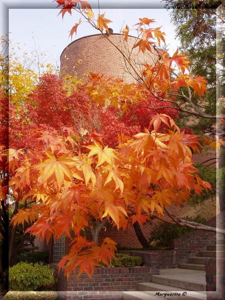 Autumn Fire