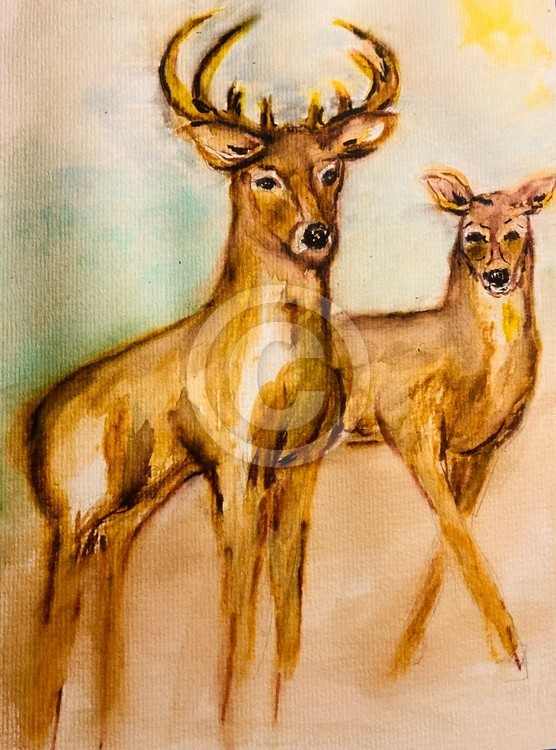 Watercolor study two deer