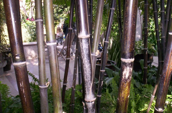 Black bamboo