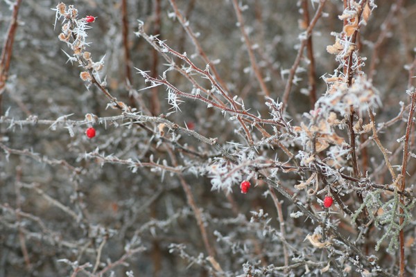 Red Berries