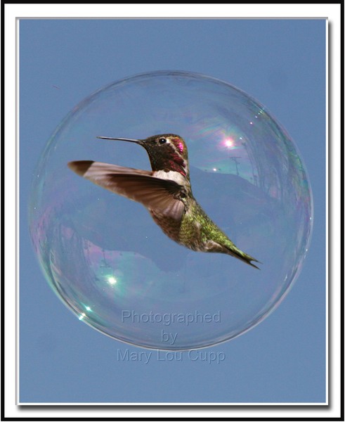 Humming Bird