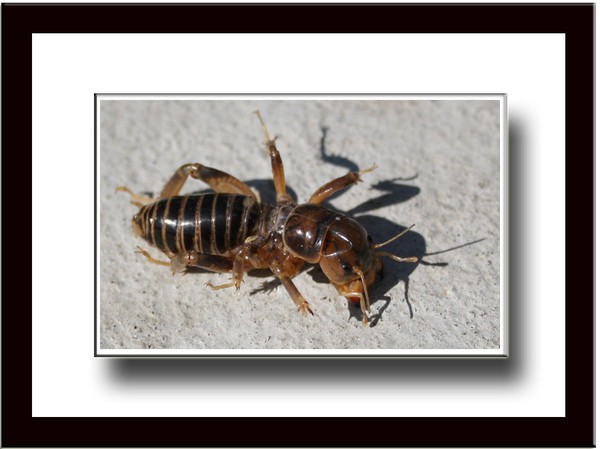 Jerusalem cricket