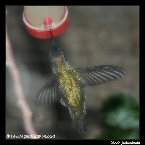 Anna's Hummingbird