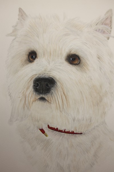 West Highland White Terrier