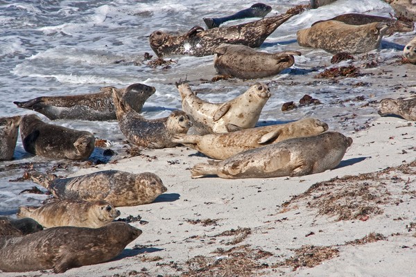 Seals on the beach