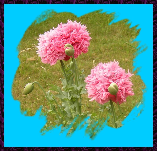 Double Poppies