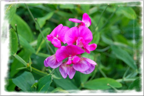 Pretty Sweet Pea