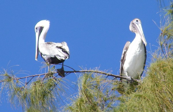Pelican Pair