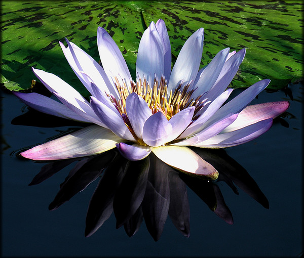 Violet Waterlily