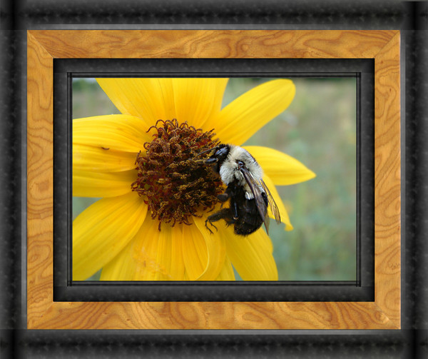 bee on flower
