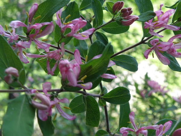 Macro Flower III