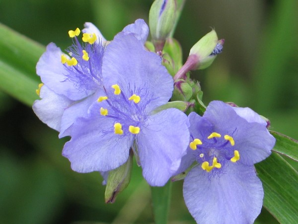 Wild Spiderwort