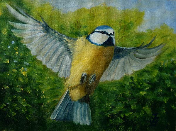 Blue Tit