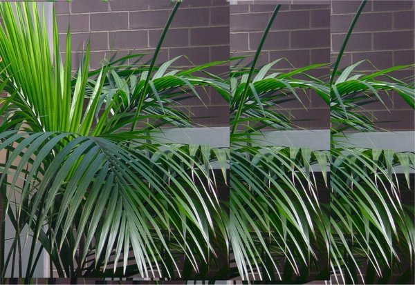 Repeated Palms