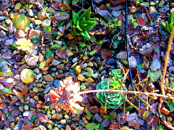 cactus garden