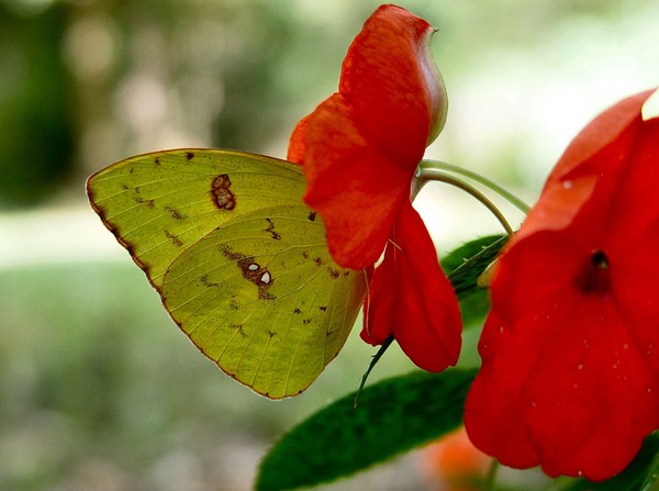 Butterfly 2