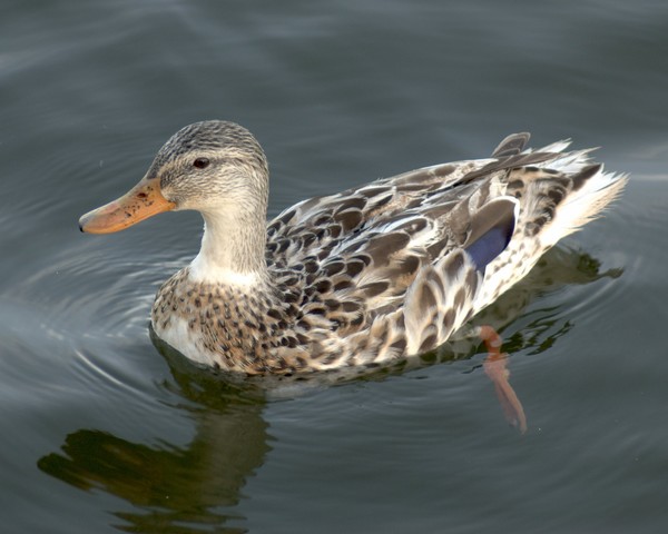 A Pretty Duck