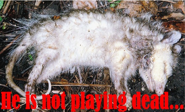 Protect Our Wildlife