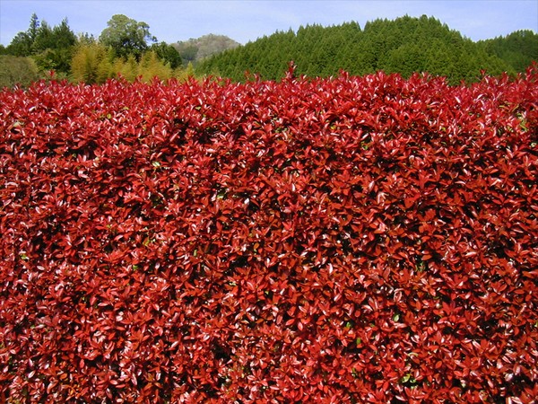 fence of red leaves