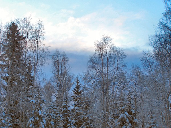 Fairbanks Backyard