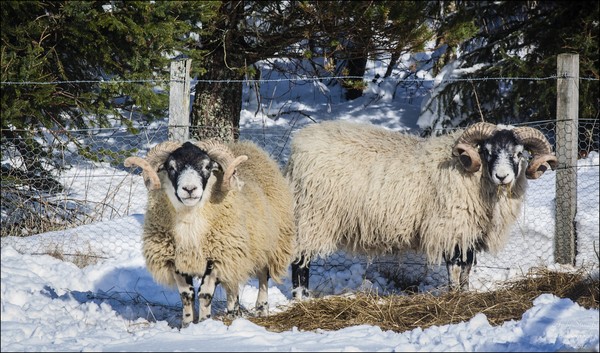 Twa Rams