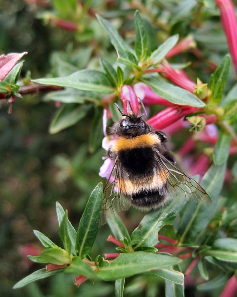 Bumble Bee on Cigar Plant