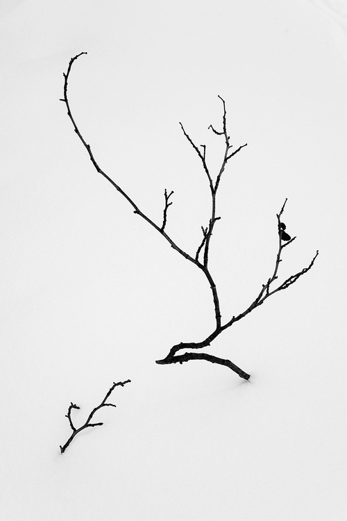 minimalism-tree-fine-art DSC 1843-thumb