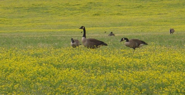 yellow geese