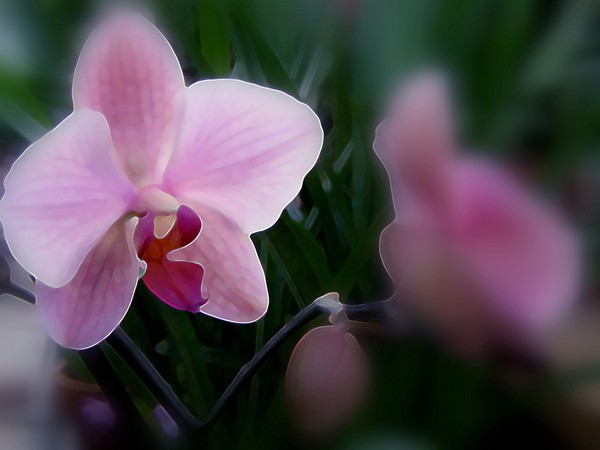 Lavender Toned Orchid (One)