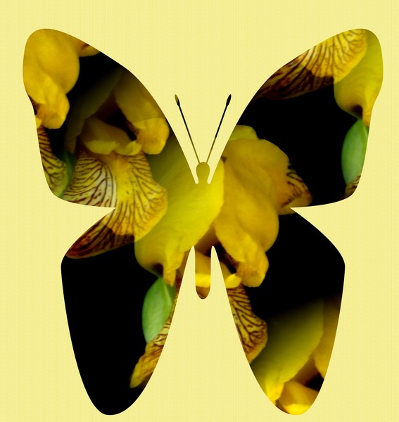 Imaginary Butterfly