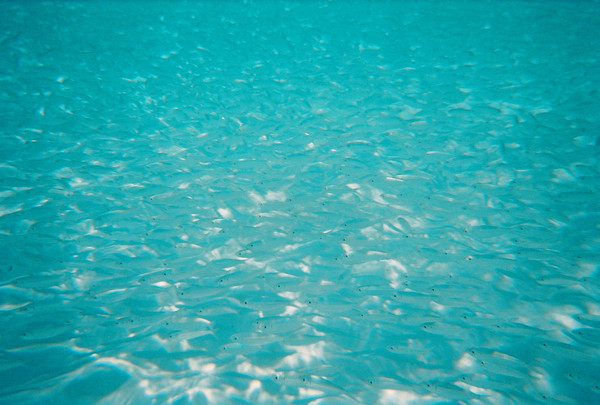 Little Fish