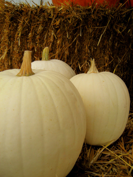 SuagrPumpkin